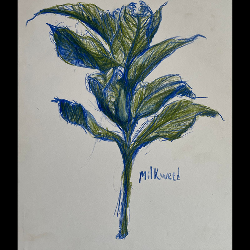 Milkweed drawing