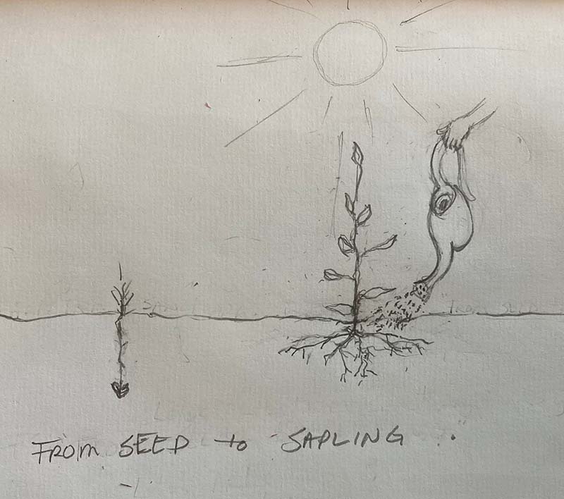seed-to-sapling