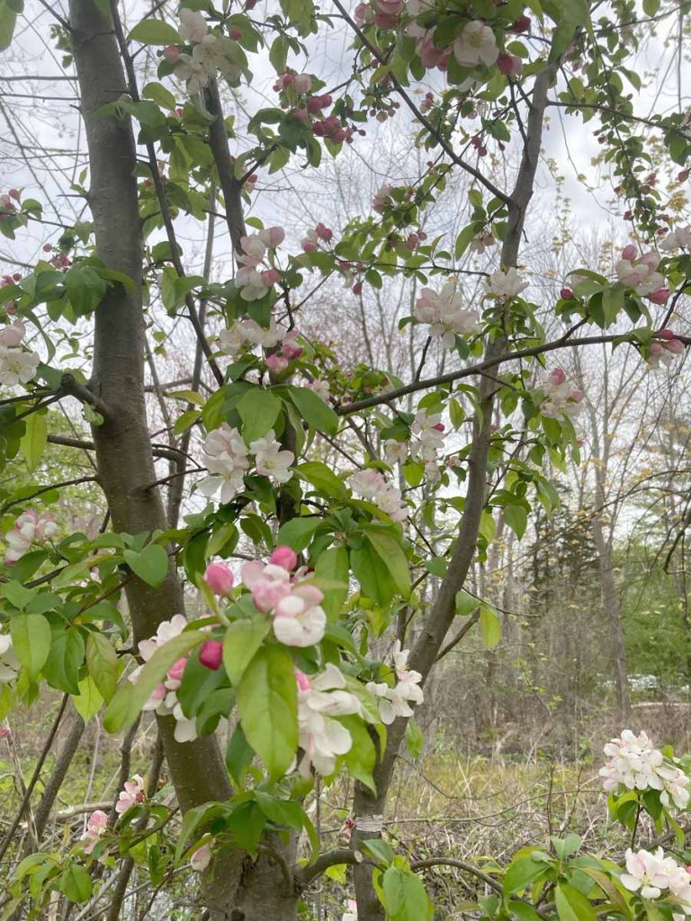 Apple Tree