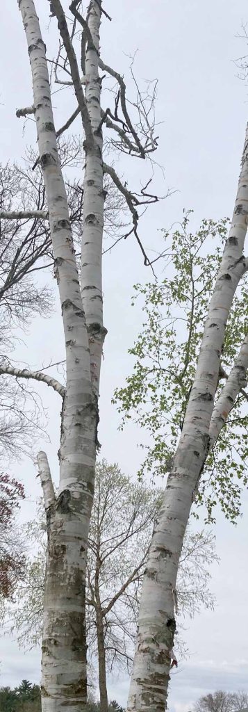 Birch Tree