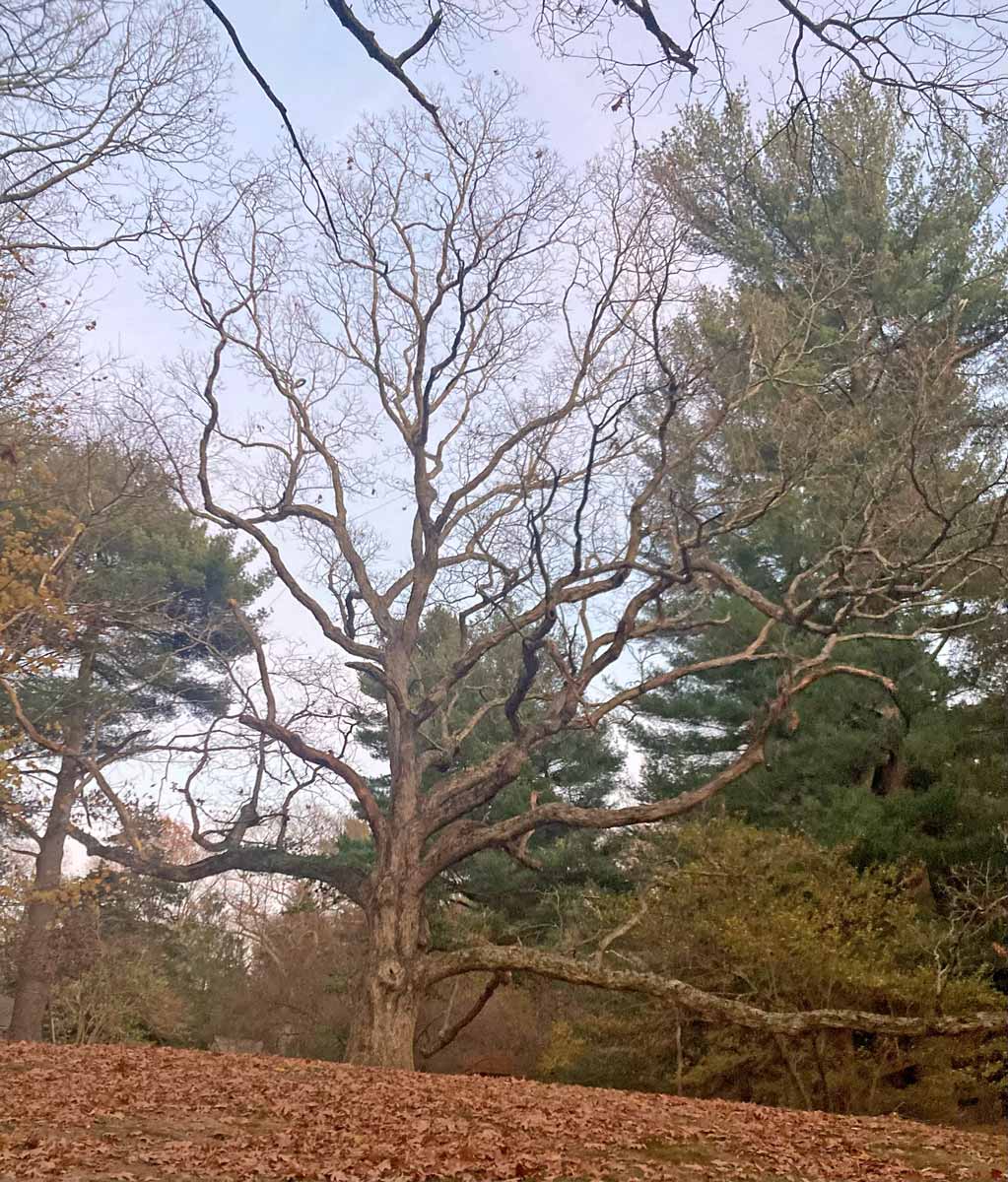 400 year old oak tree