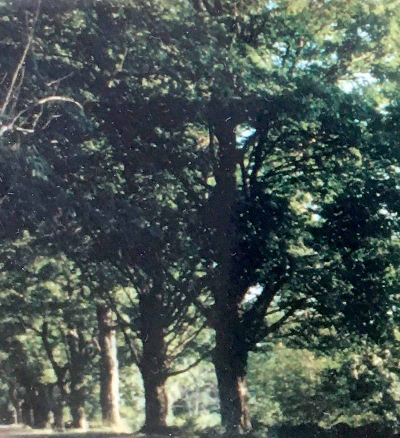 Lane of sugar maples