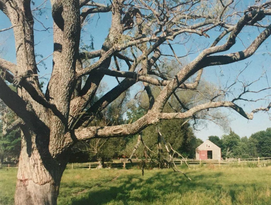 Willow Tree at Deerhorn